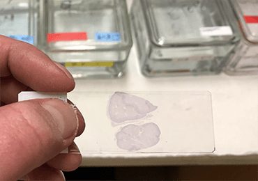Denim Manufacturer Introduces Bio-Dyeing Technology